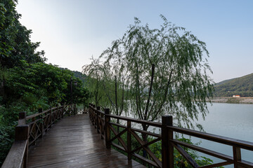 Fototapeta premium The plank road in the country park is lined with green trees