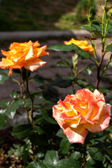 orange rose in the garden