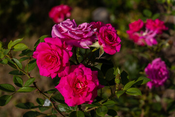 pink roses in garden