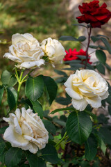 white roses in garden