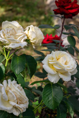 Obraz na płótnie Canvas roses in a garden