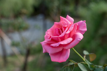 A single open red rose in a simple background