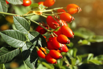 Rose hip bush with ripe red berries in garden, closeup