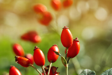 Rose hip bush with ripe red berries in garden, closeup