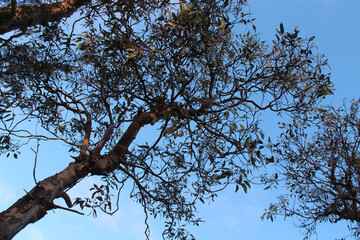 tree (eucalyptus ?) at kangaroo island (australia) 