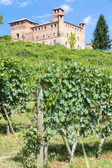 Fototapeta na wymiar Vineyard in Piedmont Region, Italy, with Grinzane Cavour castle in the background