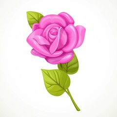 Pink rose with green leaves isolated on a white background
