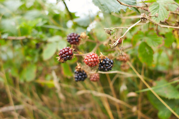 Berries of wild blackberry in nature close-up. closeup of blackberries on bush