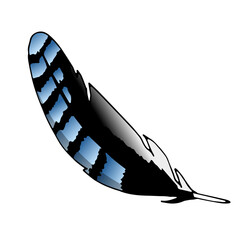 Vector illustration of a pen. Isolated image of a blue jay feather. Color image of the pen