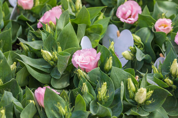 Pink rose buds