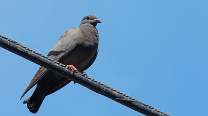 Pigeon perched on electric cable wires with blue sky background