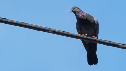 Pigeon perched on electric cable wires with blue sky background
