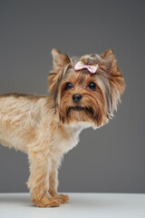 Small cute doggy yorkshire terrier breed isolated on gray