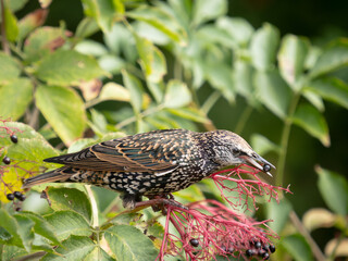 Ein Star im Holunderbusch pfl&uuml;ckt die Fliederbeeren