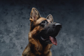 Headshot of purebred german shepherd against dark background