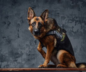 Police german shepherd with uniform against dark background