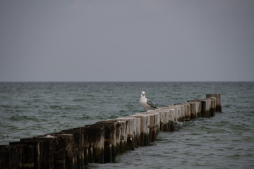 A seagull sits on the wooden groynes in the Baltic Sea