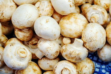 Harvest of champignon mushrooms in a plastic box. Close-up
