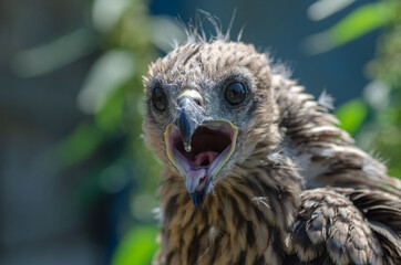 Portrait of a young kite with an open beak. Close-up