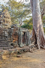 Naklejka premium ruins of Ta Prohm temple with big tree trunk in Angkor Wat, Cambodia 