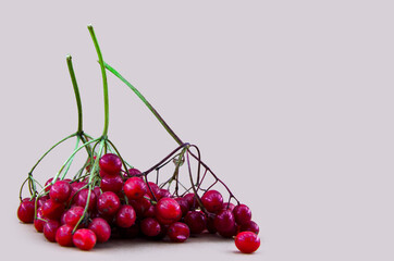 Red berries cluster of guelder rose isolated on  background,
viburnum