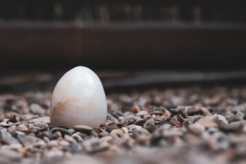 egg