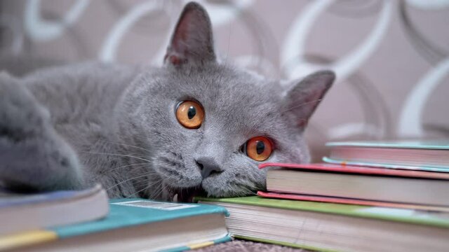 Gray British Home Cat with Open Eyes, Mouth, Fangs, Chews, Bites Scattered Books. Funny pet lies on textbooks, frozen in time, looking at camera. The scary expression on the face of a zombie cat. 4K.