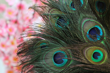 Closeup shot of peacock feathers and  pink roses in the background