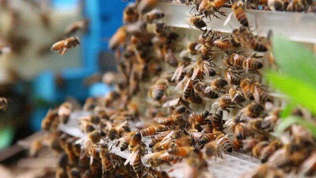 Bee close up. Bees at the bee hive. Swarm of bees