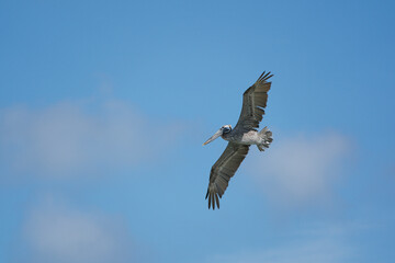 Brown Pelican in flight