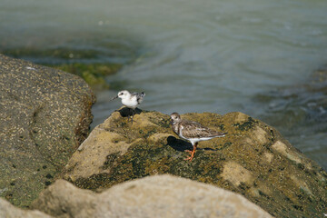 sandpiper in the sun