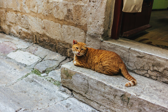 Cute red cat sitting in a street in Kotor, Montenegro.