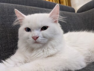 white persian cat