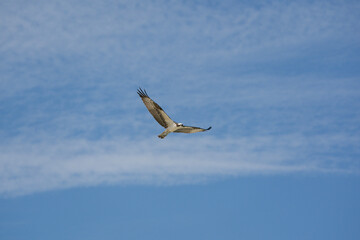 osprey in flight