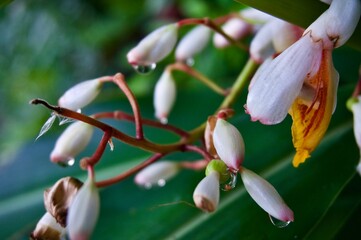沖縄県宮古島　朝露とサンニン（月桃）蕾