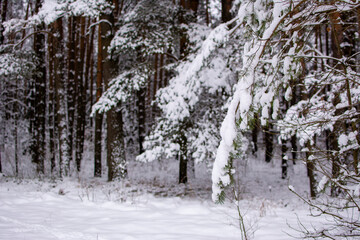 Winter forest. Snow-covered fir branch in the foreground. In the background there are tree trunks on a frosty winter day. Selective focus on a branch.