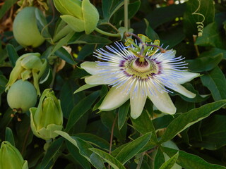 A passion flower or passiflora caerulea 