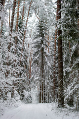 Road in the winter forest. Tall trees with snow on the branches. Winter frosty day in the forest.