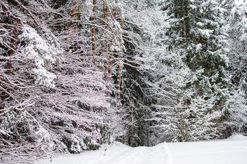 Fabulously beautiful winter forest. Pines and other trees, first with snow on the branches.