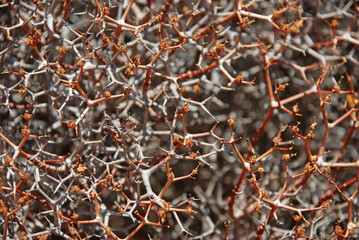 real live plants thorns make up the texture