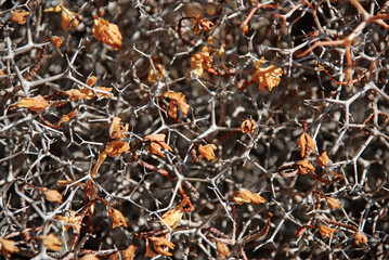 real live plants thorns make up the texture