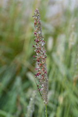 Dewdrop on a plant in a garden