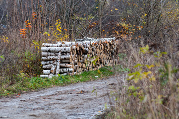 Cut birch wood in stock, Bieszczady Mountains