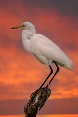 ardea alba/ white heron portrait africa kenya