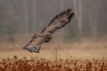 Birds of prey - Common Buzzard (Buteo buteo)