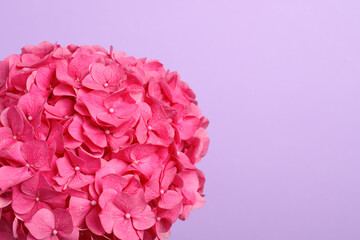 Beautiful bright hortensia flowers on violet background, closeup. Space for text