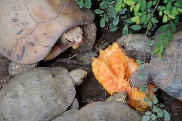 Elongated tortoise in the nature, Indotestudo elongata ,Tortoise sunbathe on ground with his protective shell ,Tortoise from Southeast Asia and parts of South Asia ,High yellow Tortoise