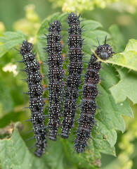 Vanessa cardui caterpillar butterfly on a nettle leaf.