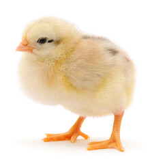 Small yellow chicken