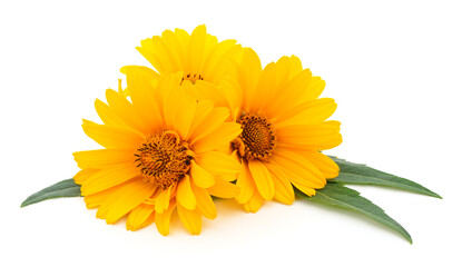 Three yellow flowers.